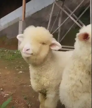 sepasang anakan cempe domba merino super 4 bln 1 jantan 1 betina unik