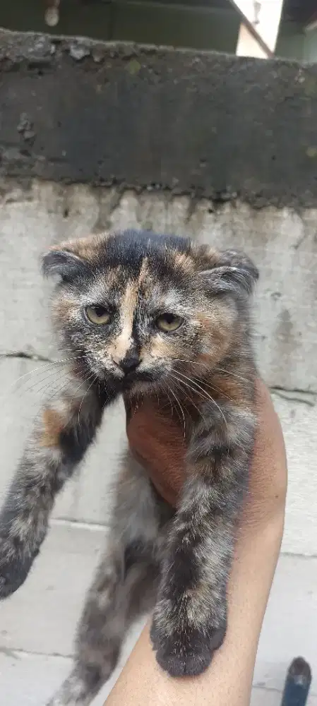 Kucing Persia medium Scottish fold waru