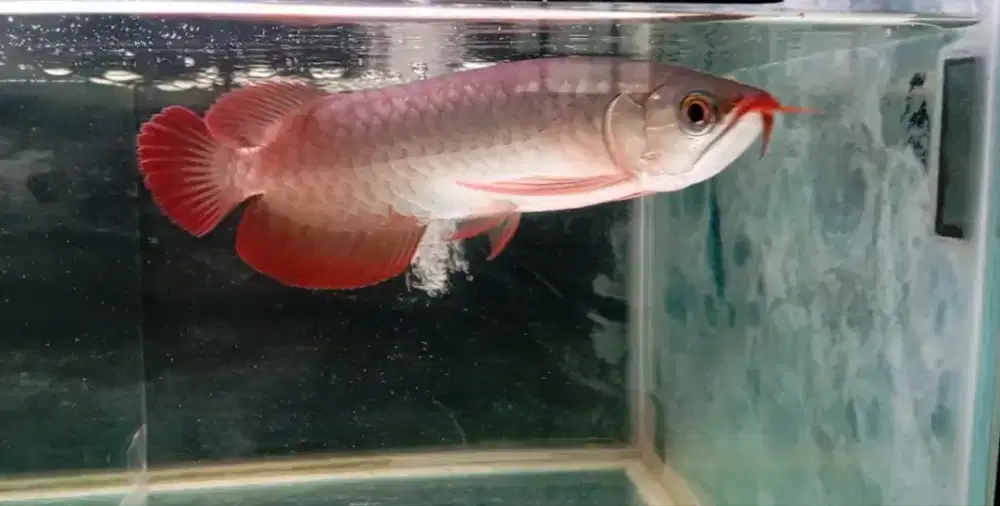 Arwana super red 20 cm