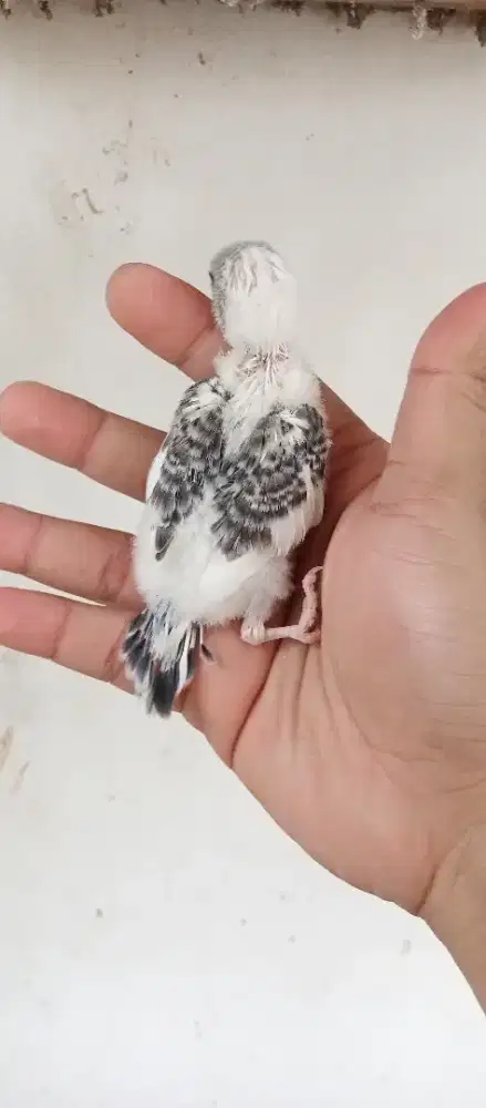 Cindil anakan lolohan parkit belum respon spet bahan FF freefly