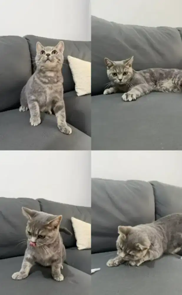 British shorthair jantan