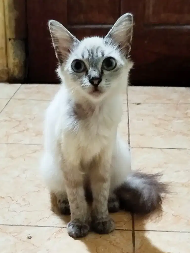 Kitten himalaya 5bln betina