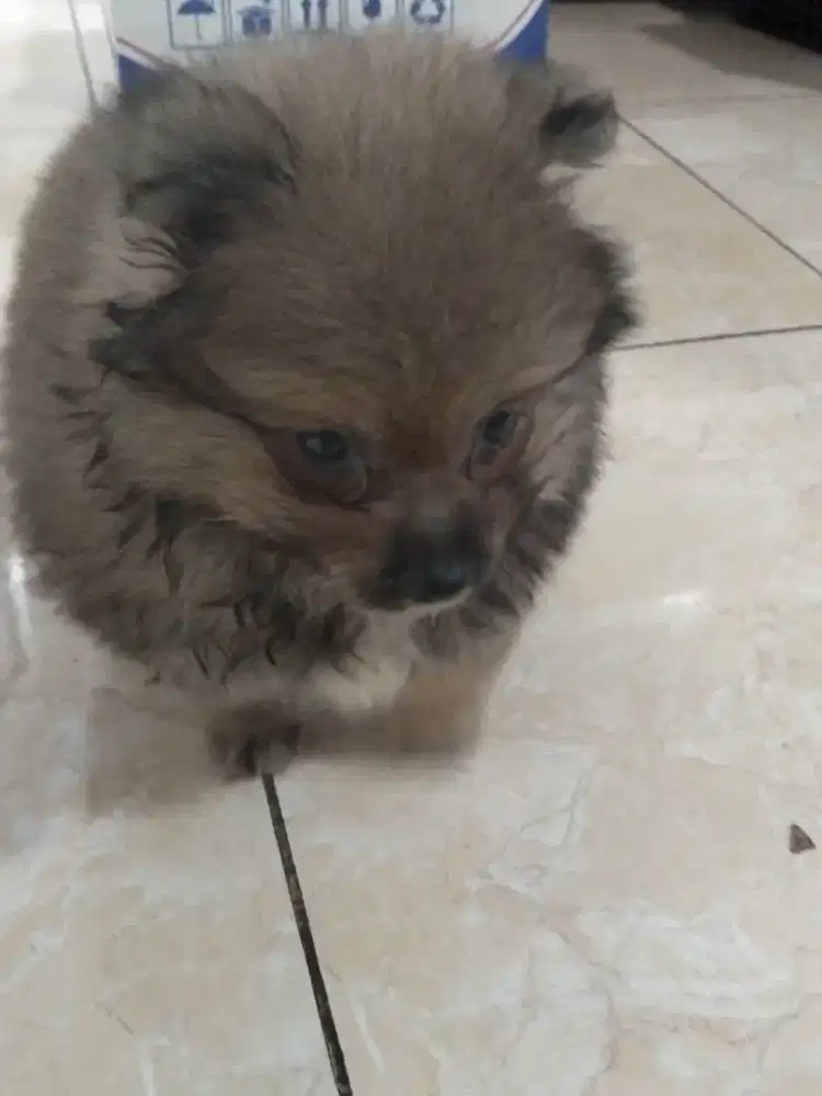 Hewan Anjing Minipom