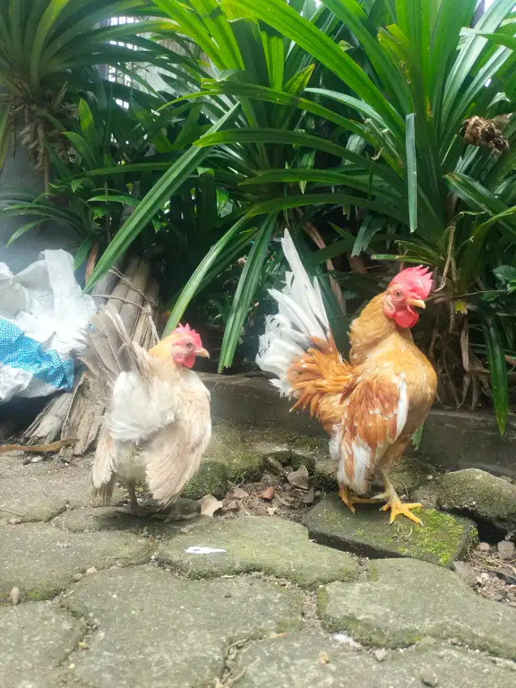 Ayam Serama sepasang