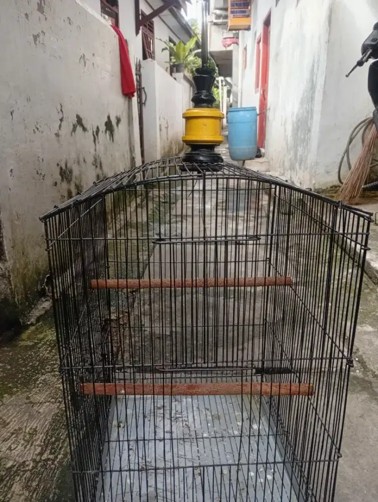 Kandang besi x jalak suren