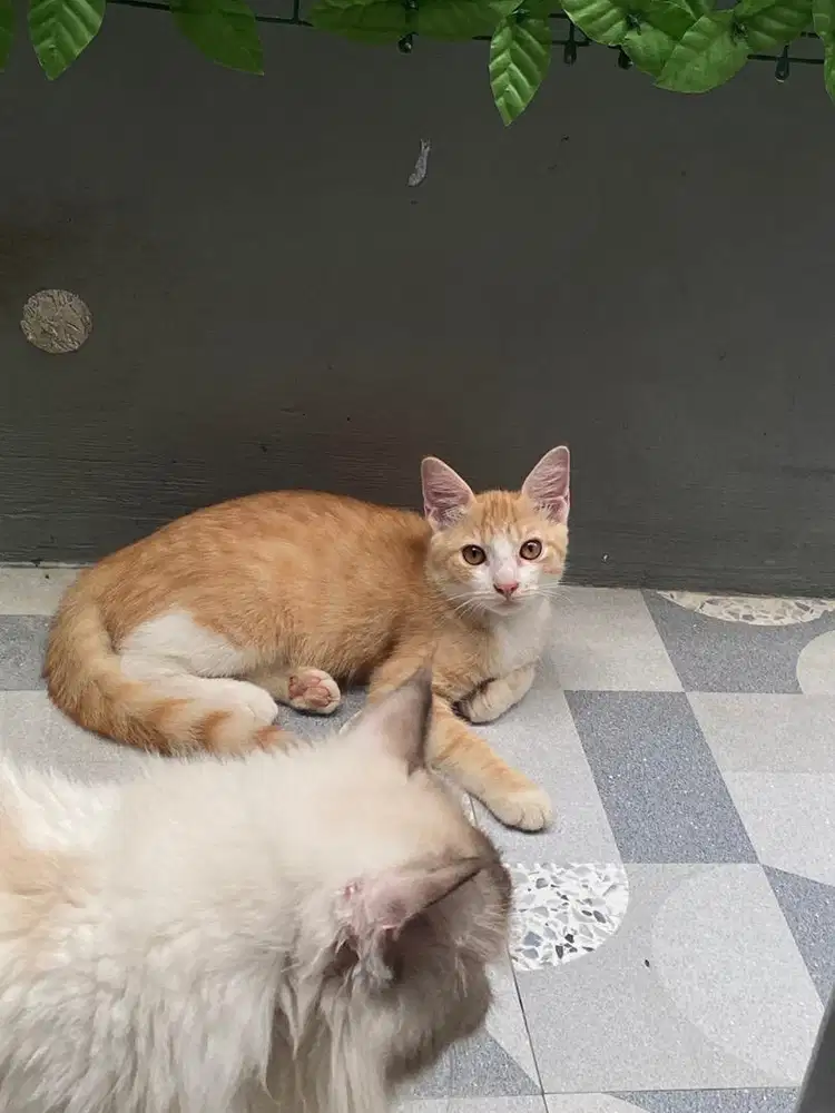 Kitten Mixdome Ragdoll