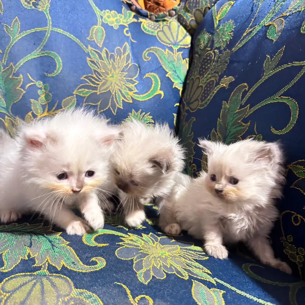 Kitten Ragdoll Jangan dan betina