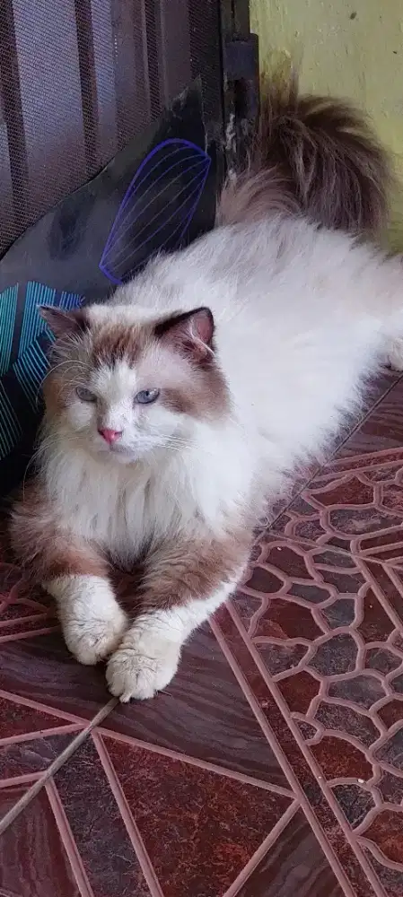 Pacak Ragdoll Ganteng