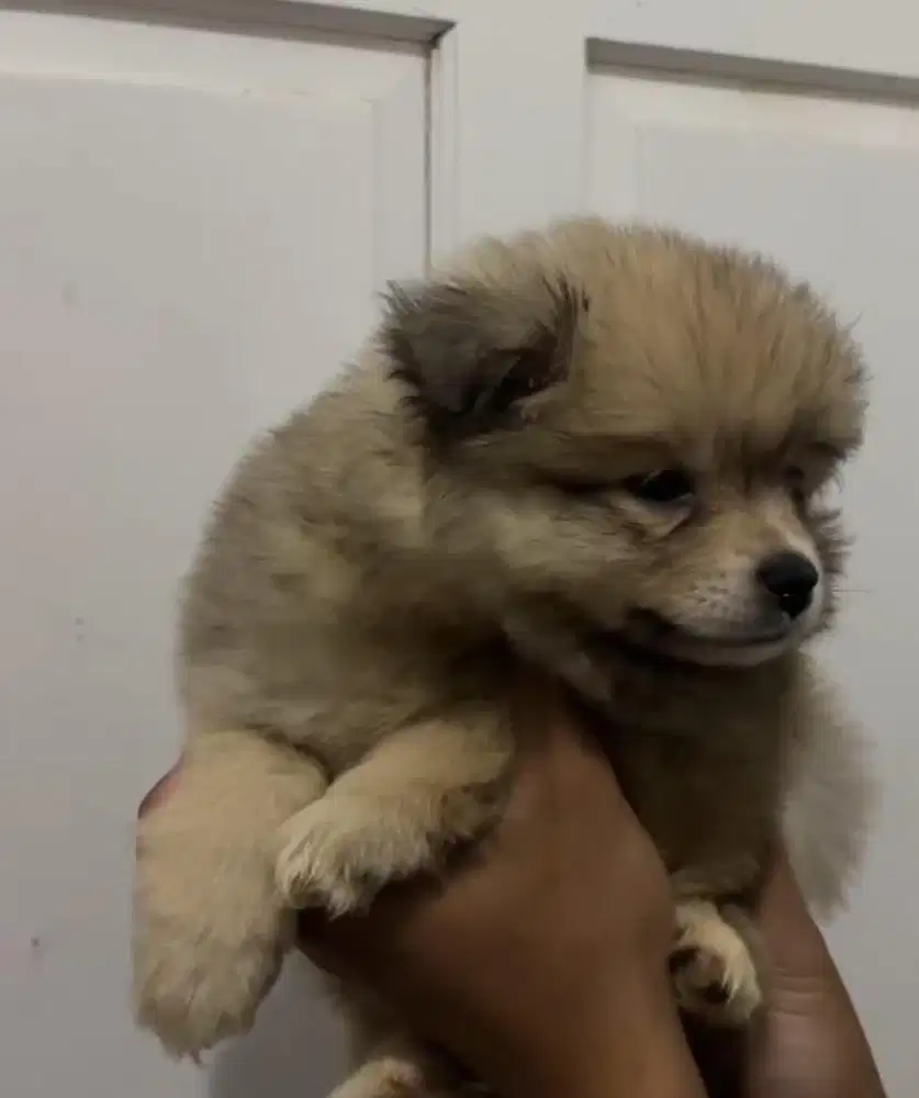 Pomerian non stumbun