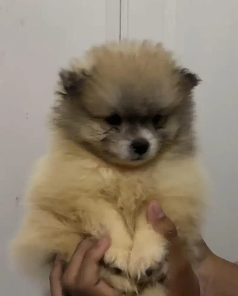 Pomerian non stumbun