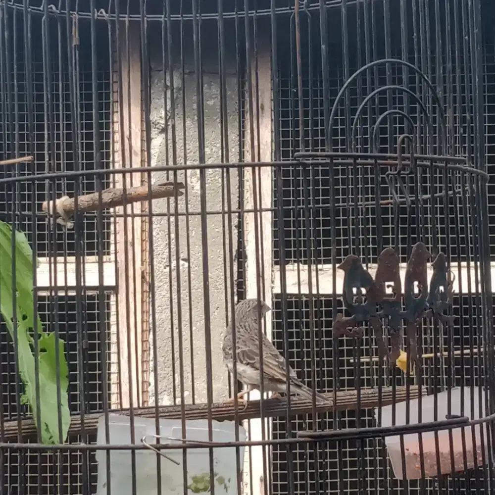 Burung. Edel slanger