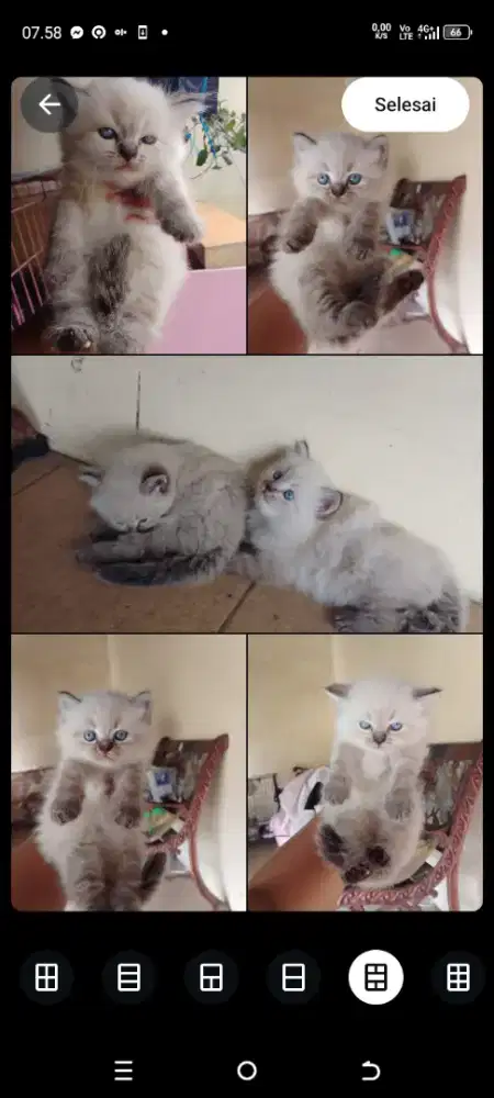 Kucing persia Himalaya