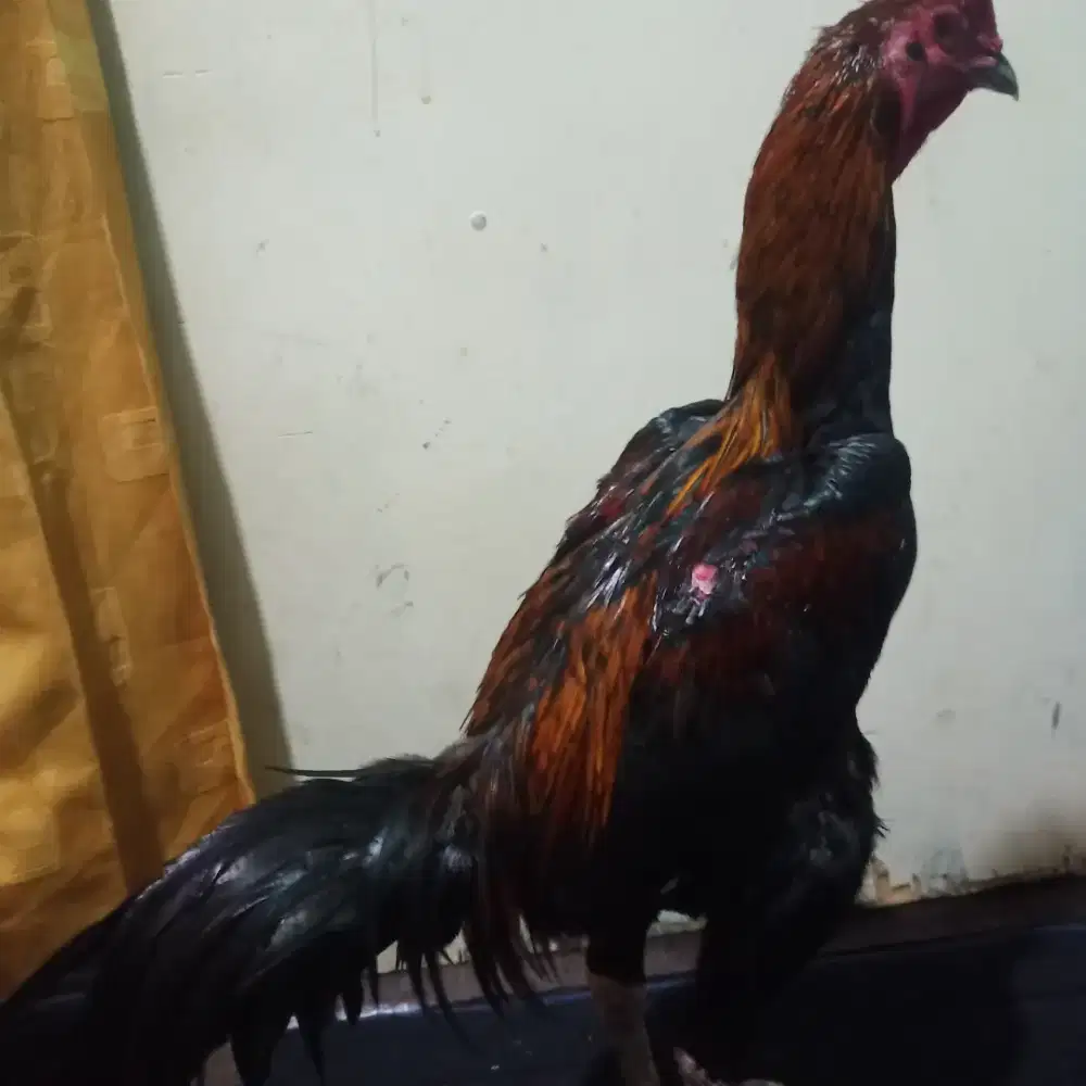Ayam bangkok pukul syaraf baik