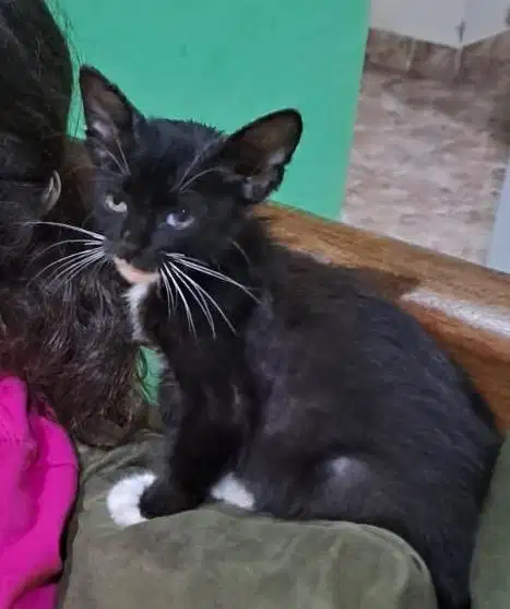 Kitten Kucing hitam adopt