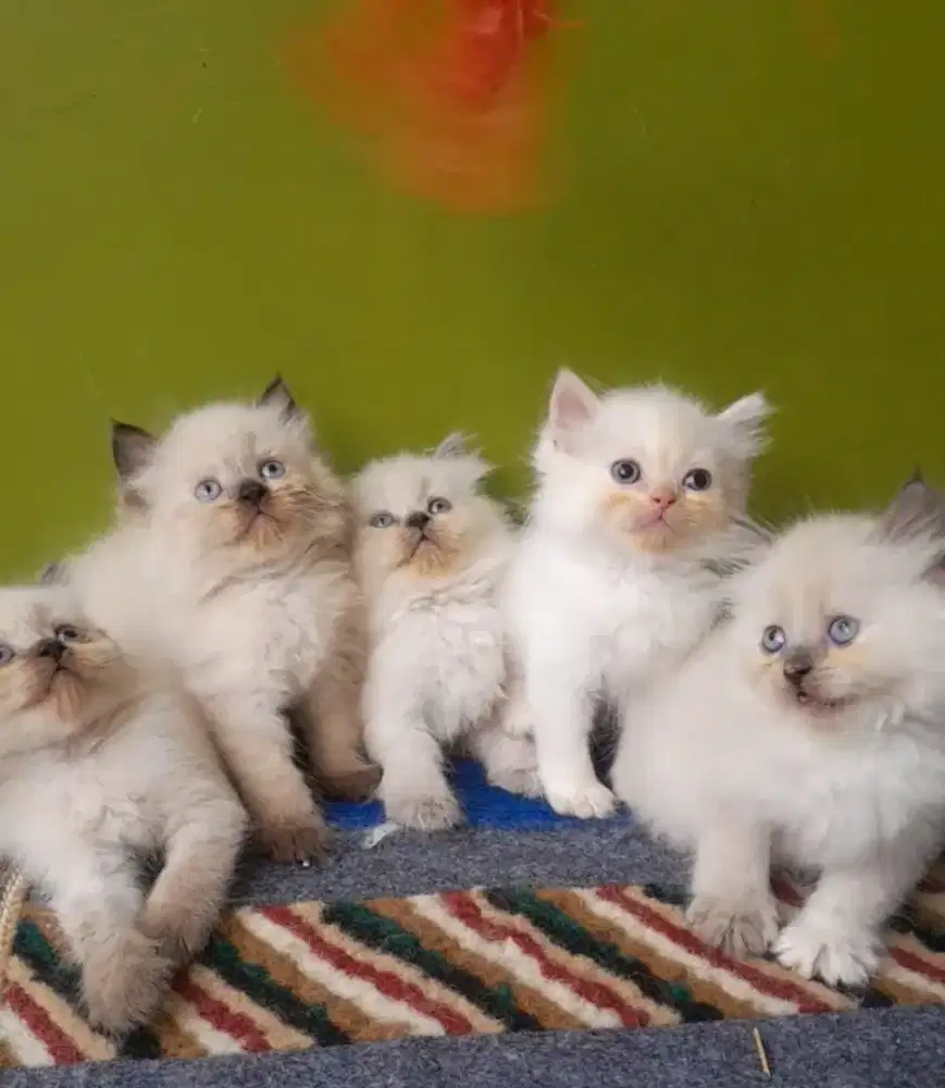 kitten himalaya #kucinglucu #kittenlucu