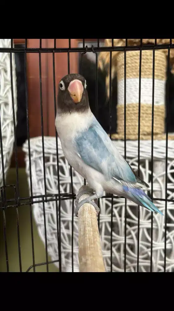 Burung Love Bird Sudah Bawel