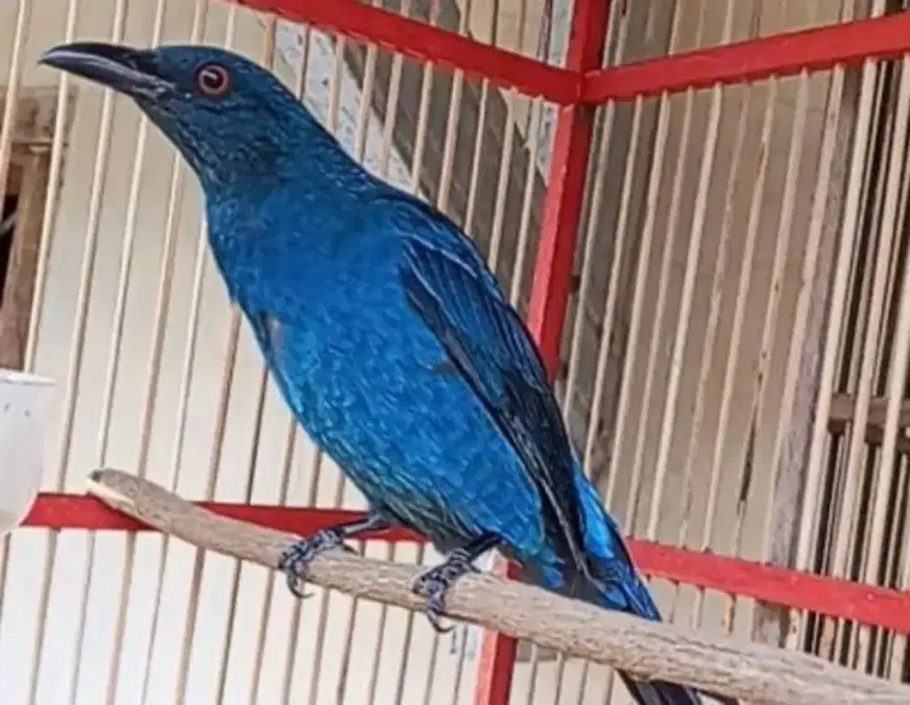 anakan burung Cucak Biru