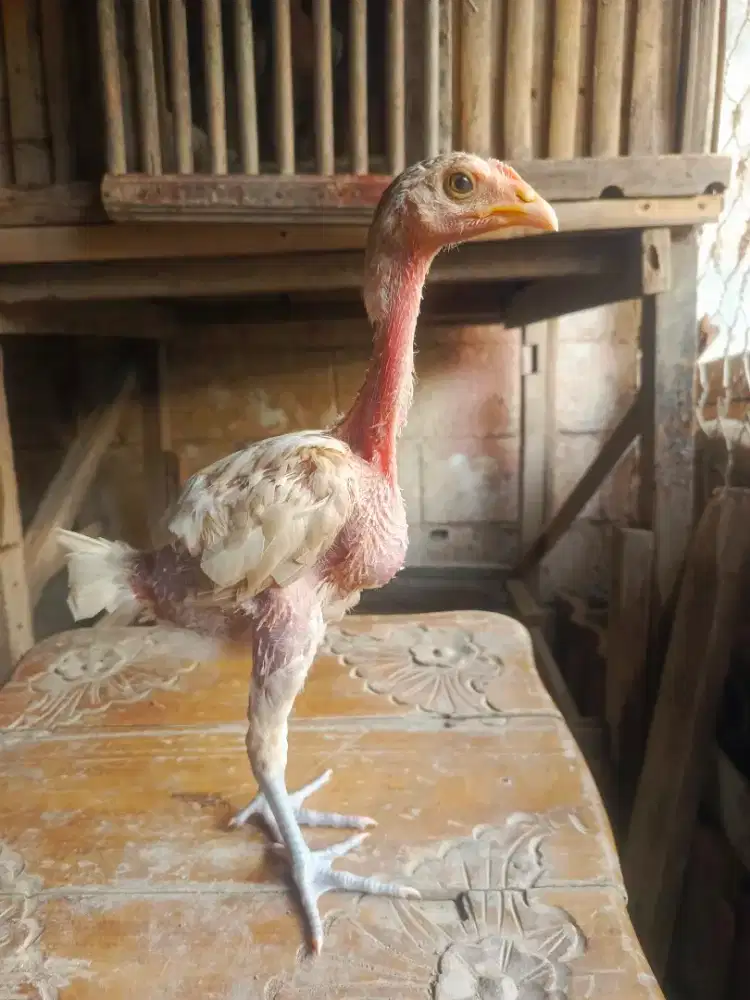 Anakan Ayam Pama 2 Ekor