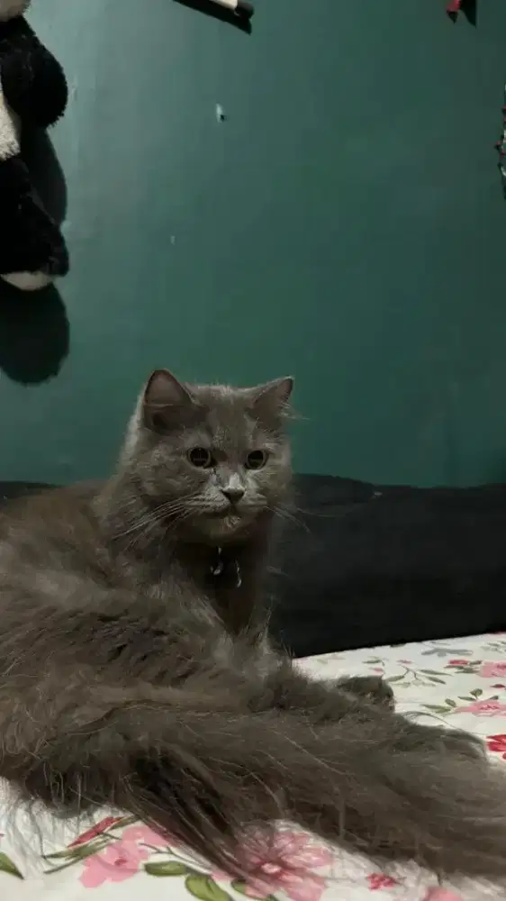 lepas adopt karena mau pulkam indukan persia