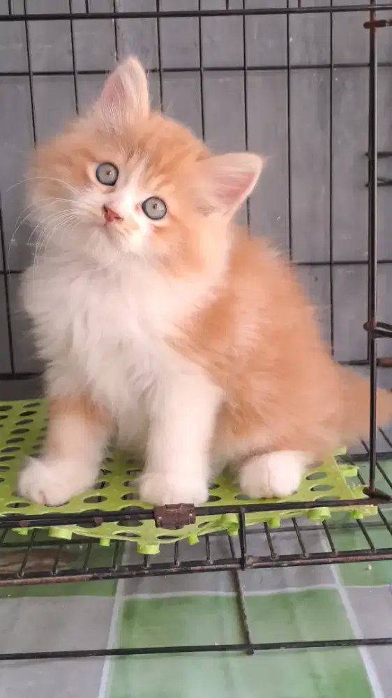 kitten persia jantan/kucing persia jantan/ kucing anggora jantan