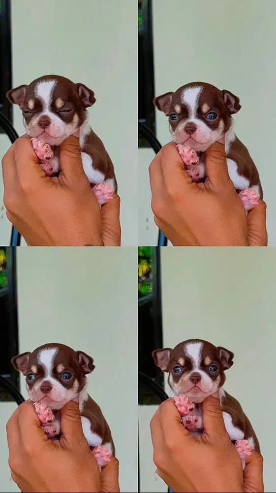 Anjing chihuahua
