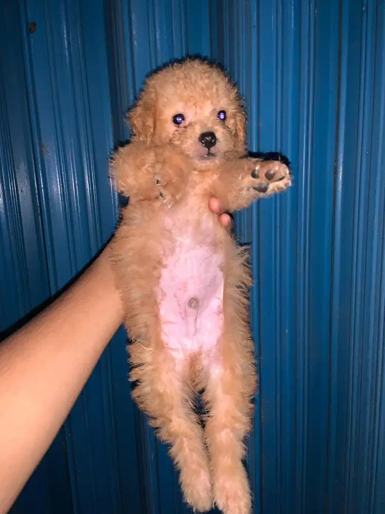 Anak anjing lucu mini maltipo poodle