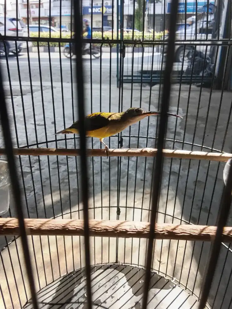 Burung pijantung pisang rajin