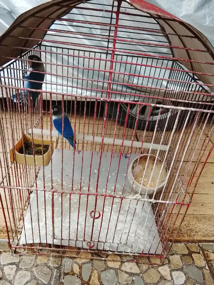 Jual burung lakbet