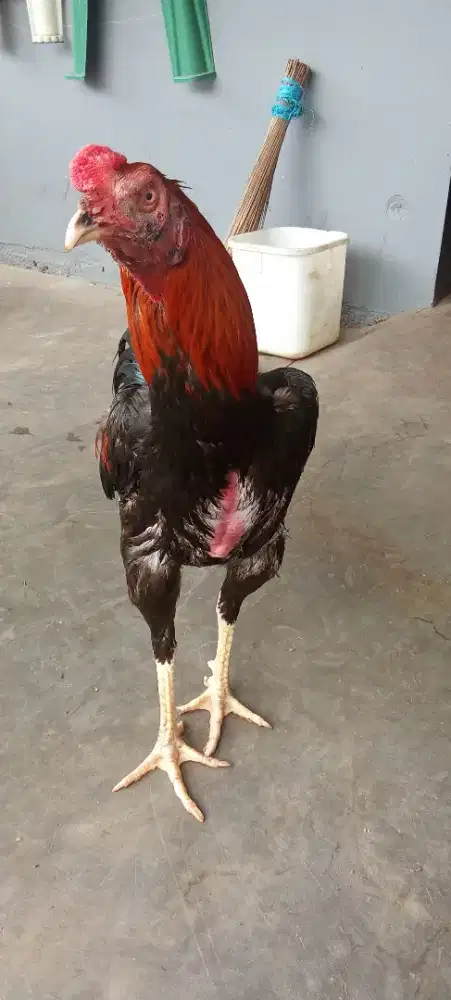 Jual ayam Bangkok clasic