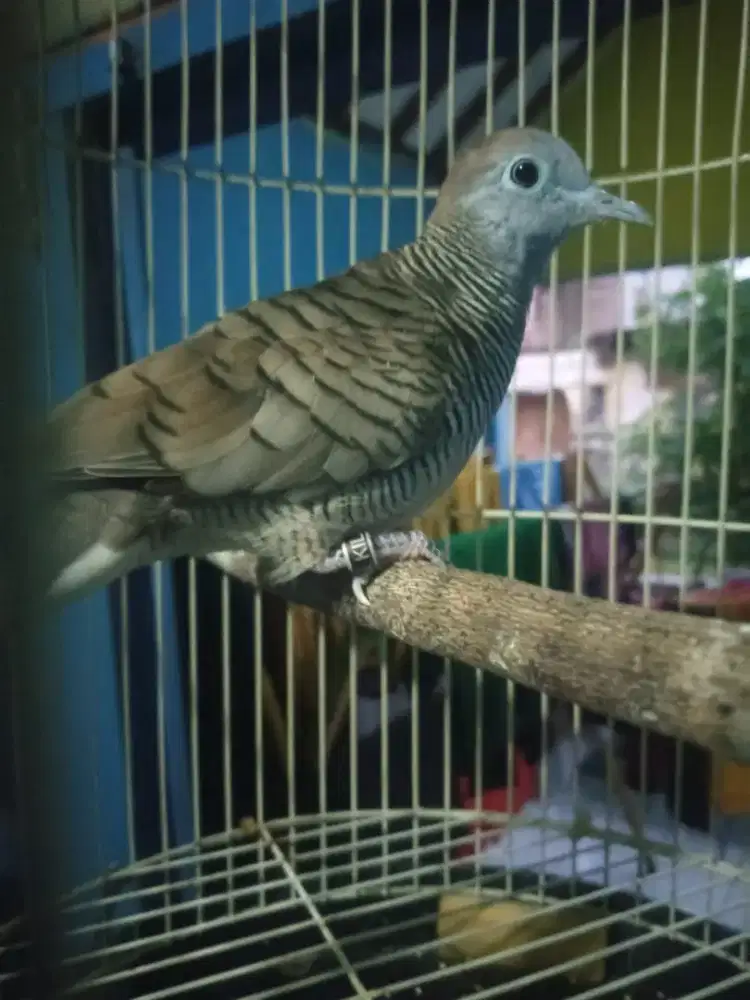 Perkutut Crossing Sehat Pamulang