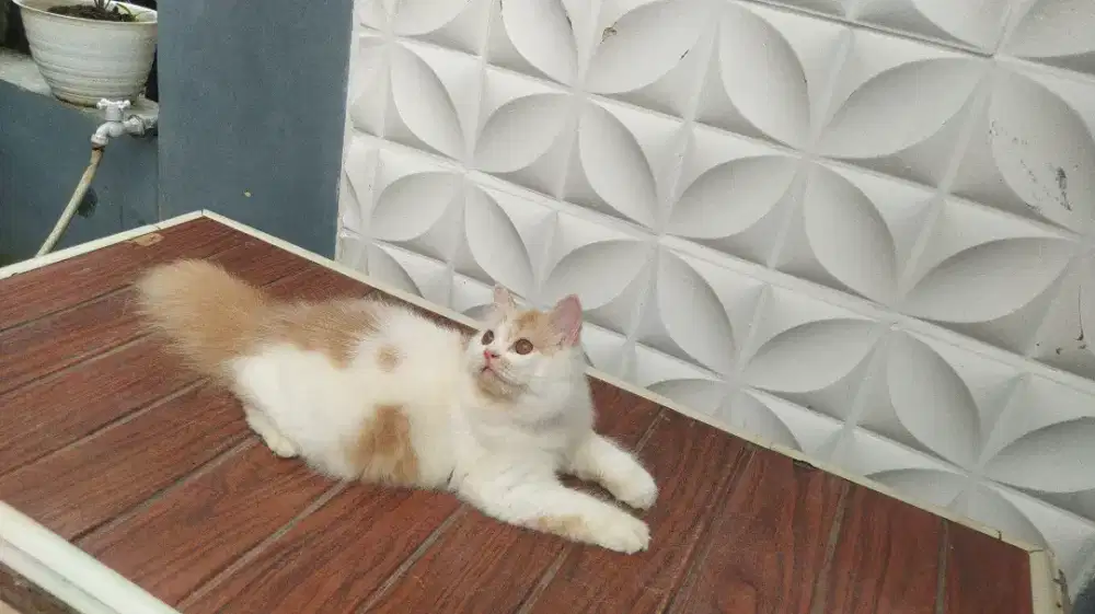 Kitten Persia betina super