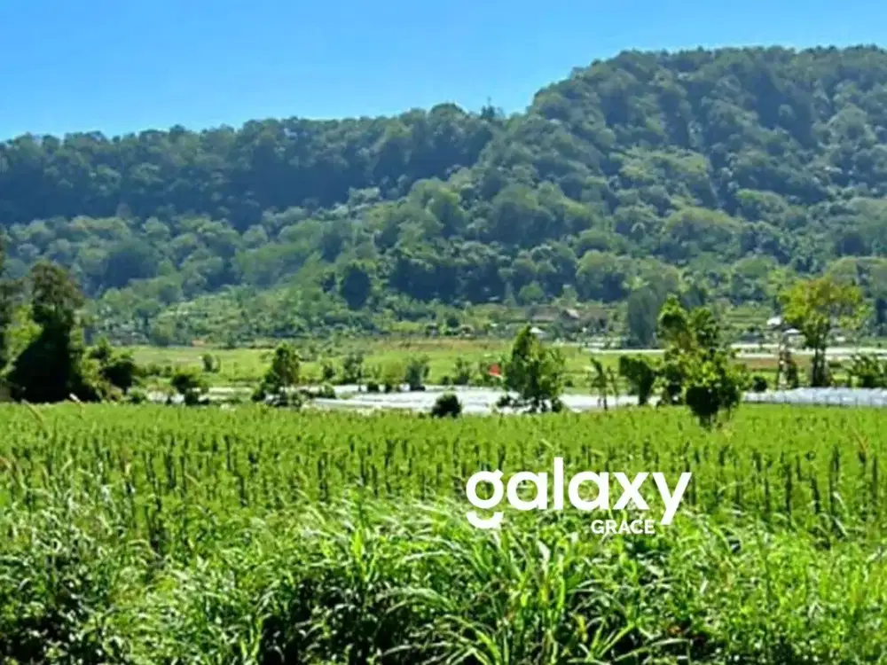 DIJUAL TANAH DATAR DI DANAU BUYAN BEDUGUL BULELENG, BALI