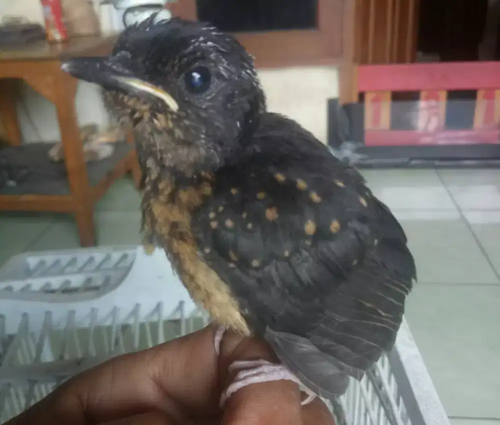 Murai batu trotol Bahorok