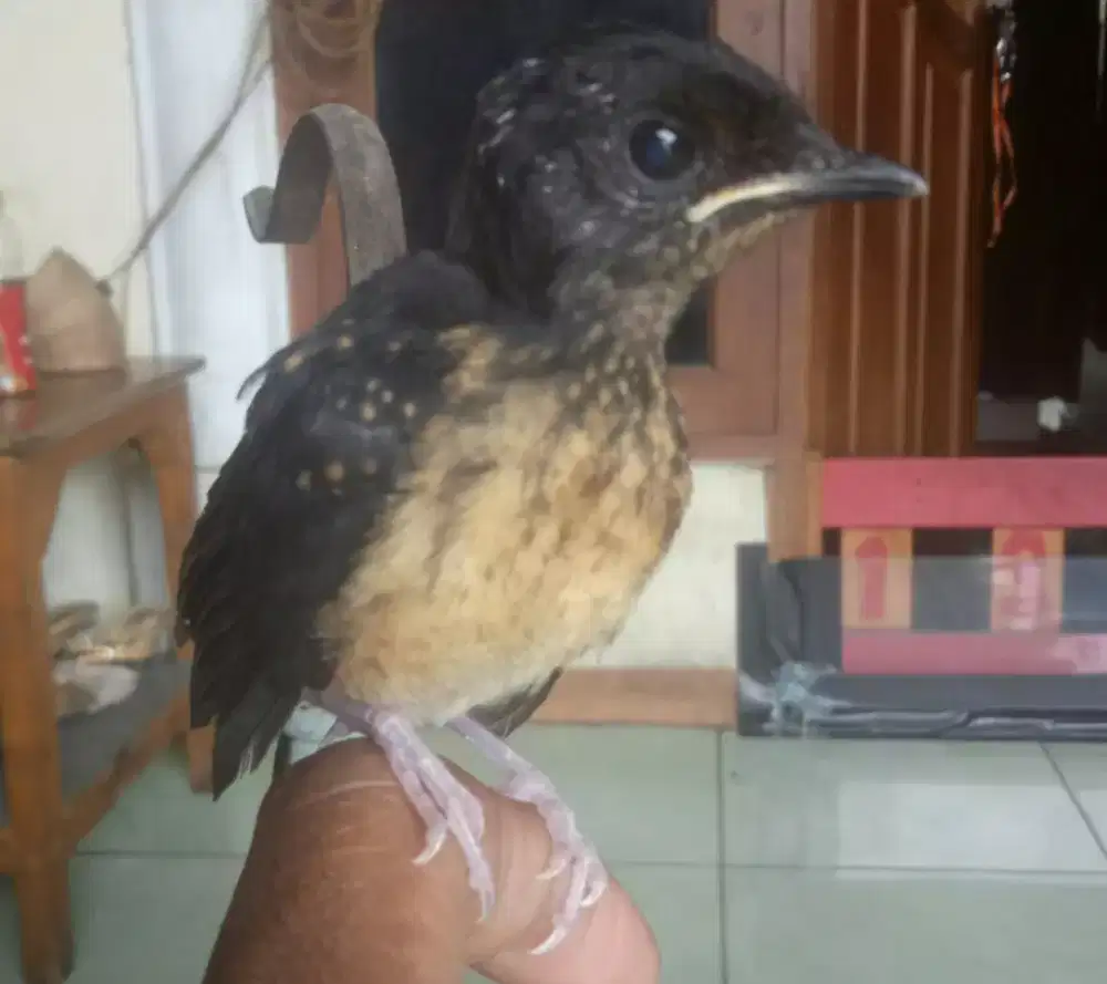 Murai batu trotol Bahorok