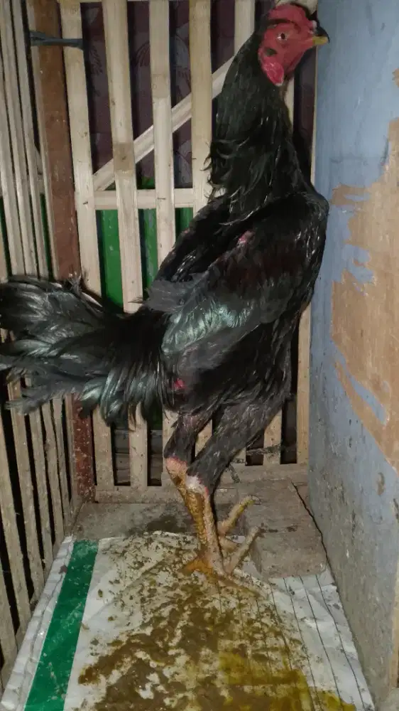 Ayam bangkok indykan trah juara