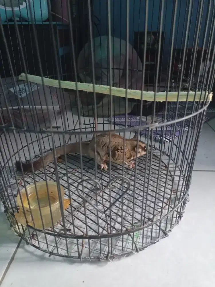 Tikus terbang(sugar glider)
