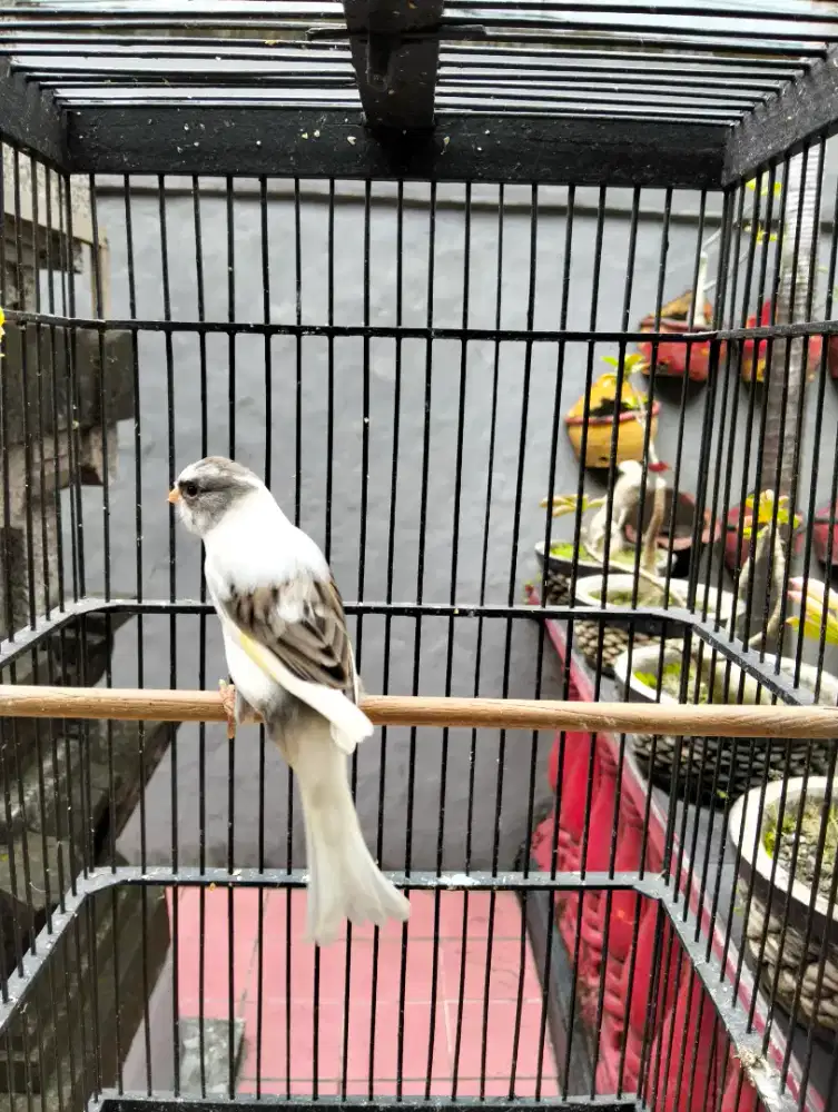 Kenari loper panda umur satu thun kondisi gacor dor sehat no minus