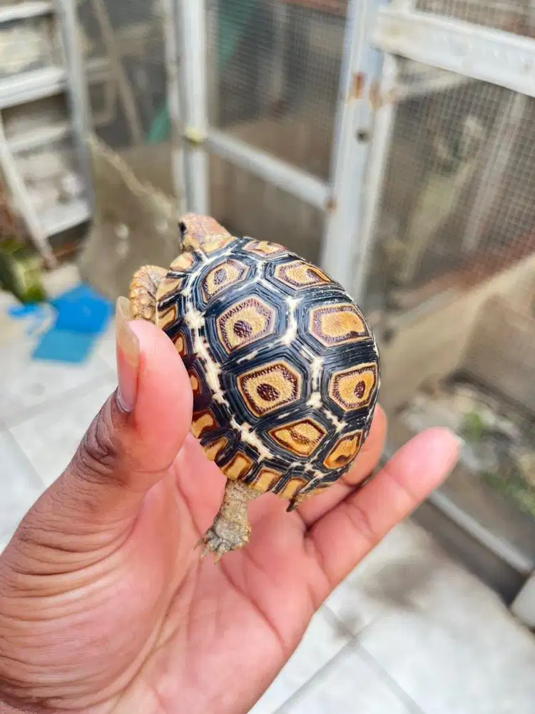 Pardalis CB Snow ciamikk