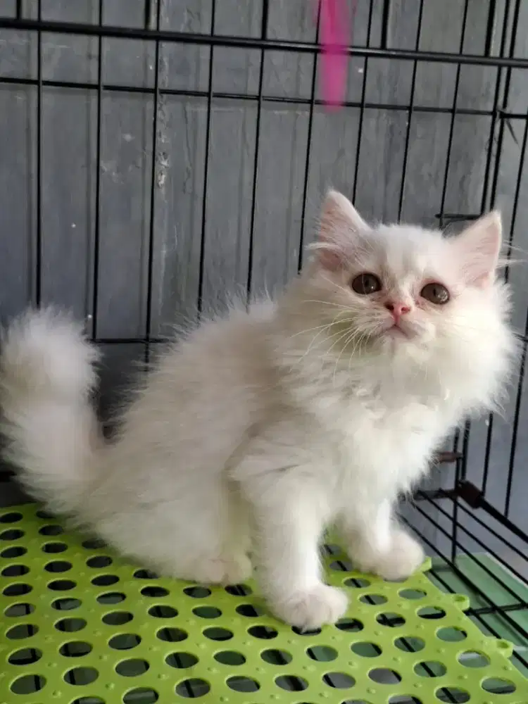 Anak kucing anggora/kitten persia betina /kucing persia betina
