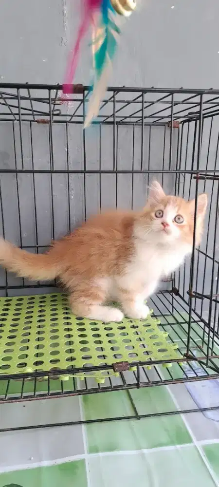 Anak kucing anggora/kitten persia jantan /kucing persia jantan