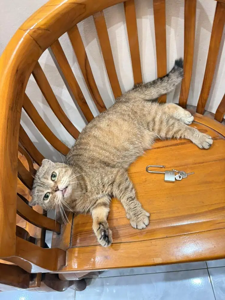 Kucing Scottish Fold BSH Golden Betina