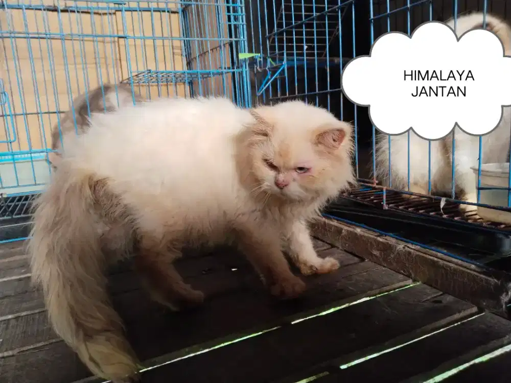Himalaya jantan