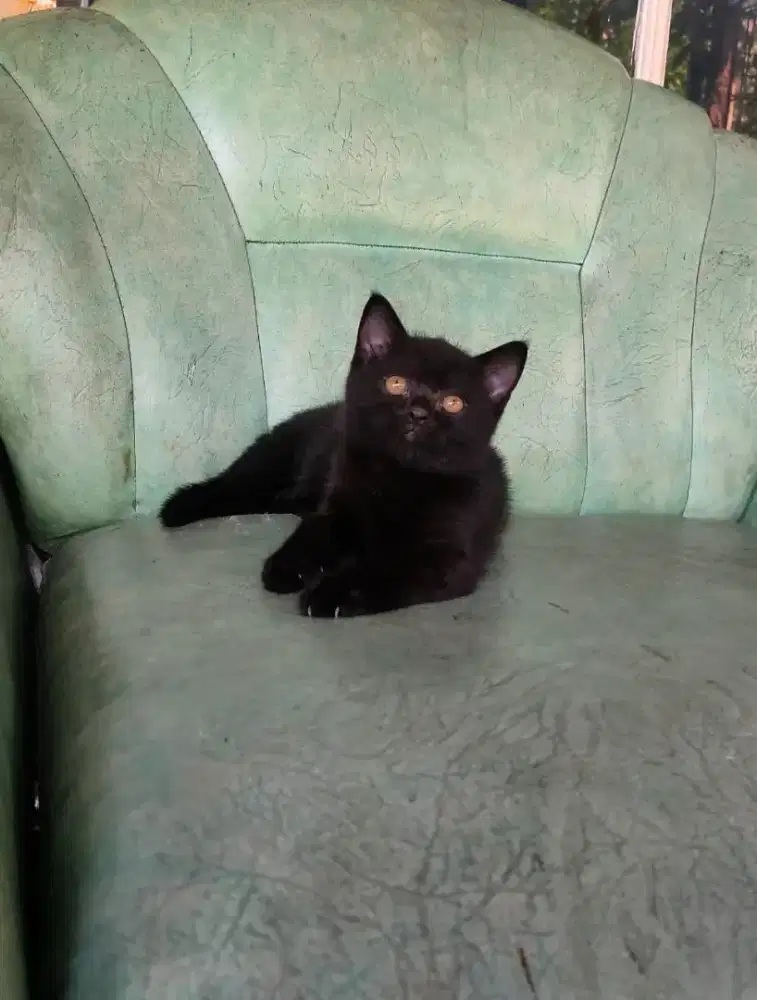 BSH munchkin NS Black