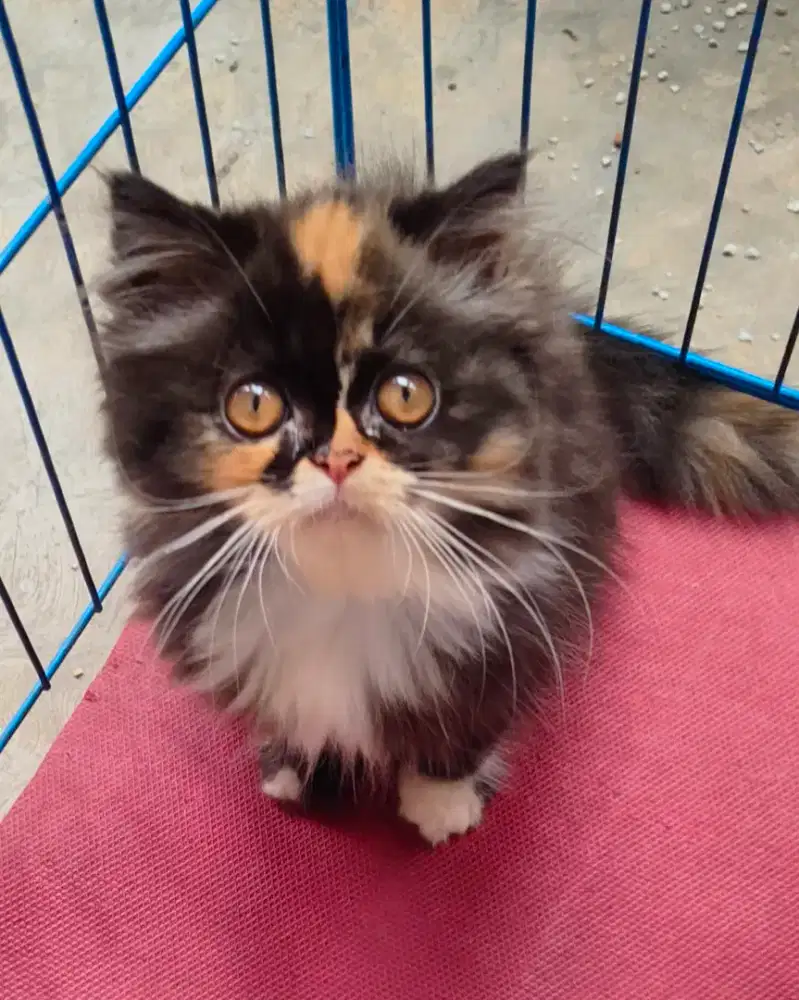 Kucing Persia Flatnose Calico Betina