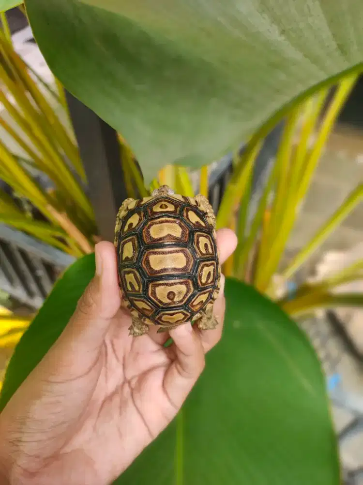 PARDALIS 5,5-6 cm bukan sulcata makan rakus