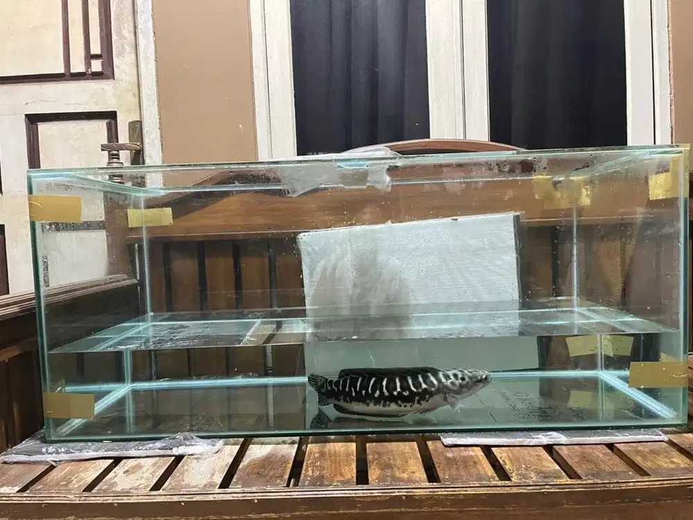 Ikan toman dan aquarium