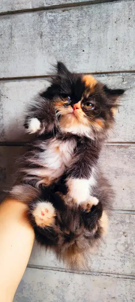 Kitten Persia Betina Flatnose Calico