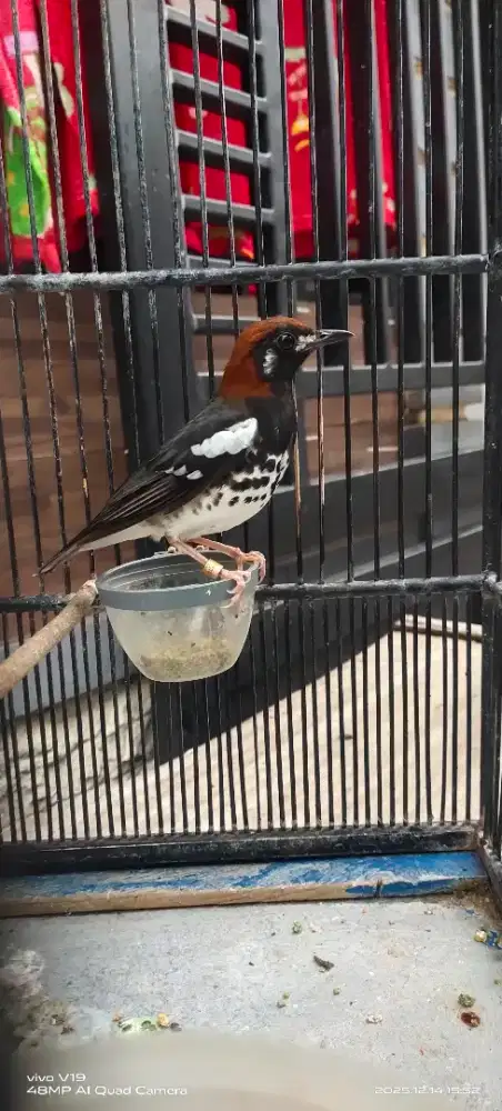 Burung anis kembang +sangkar