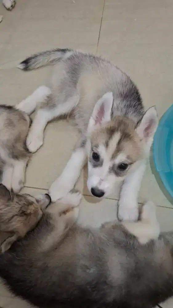 Anakan husky umur 1 bulan
