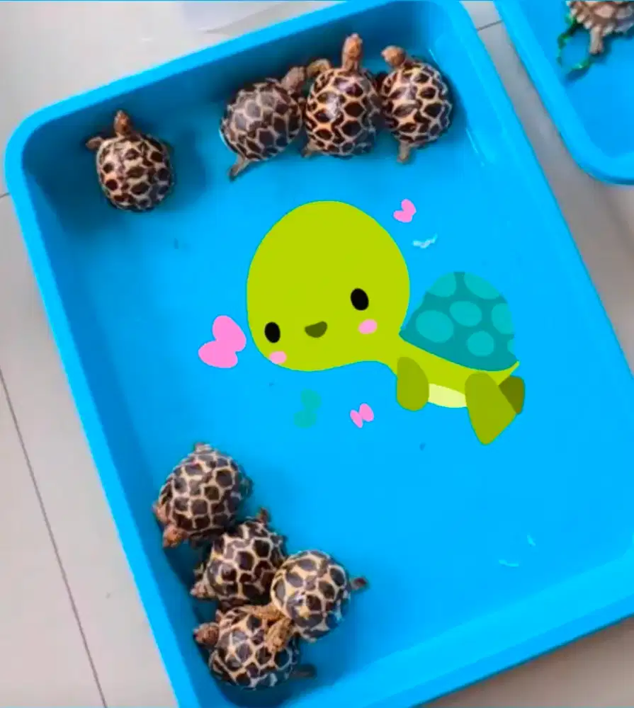 Kura kura Indian Star baby